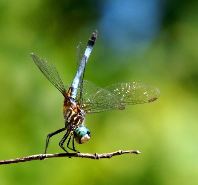 [A blue dragonfly is perched on a horizontal twig. Its head is parallel to the twig while the rest of its body is up in the air as if it is doing a handstand.]